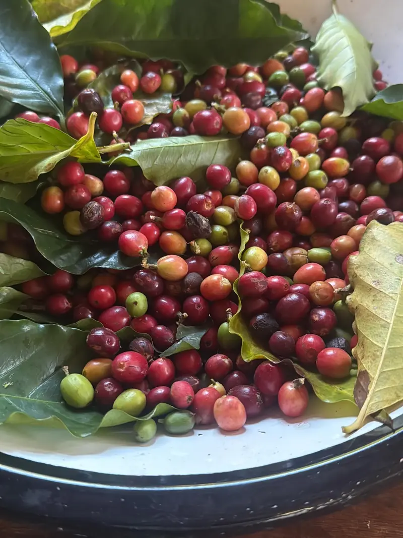 Frutos de café recém-colhidos na Fazenda Neuchatel