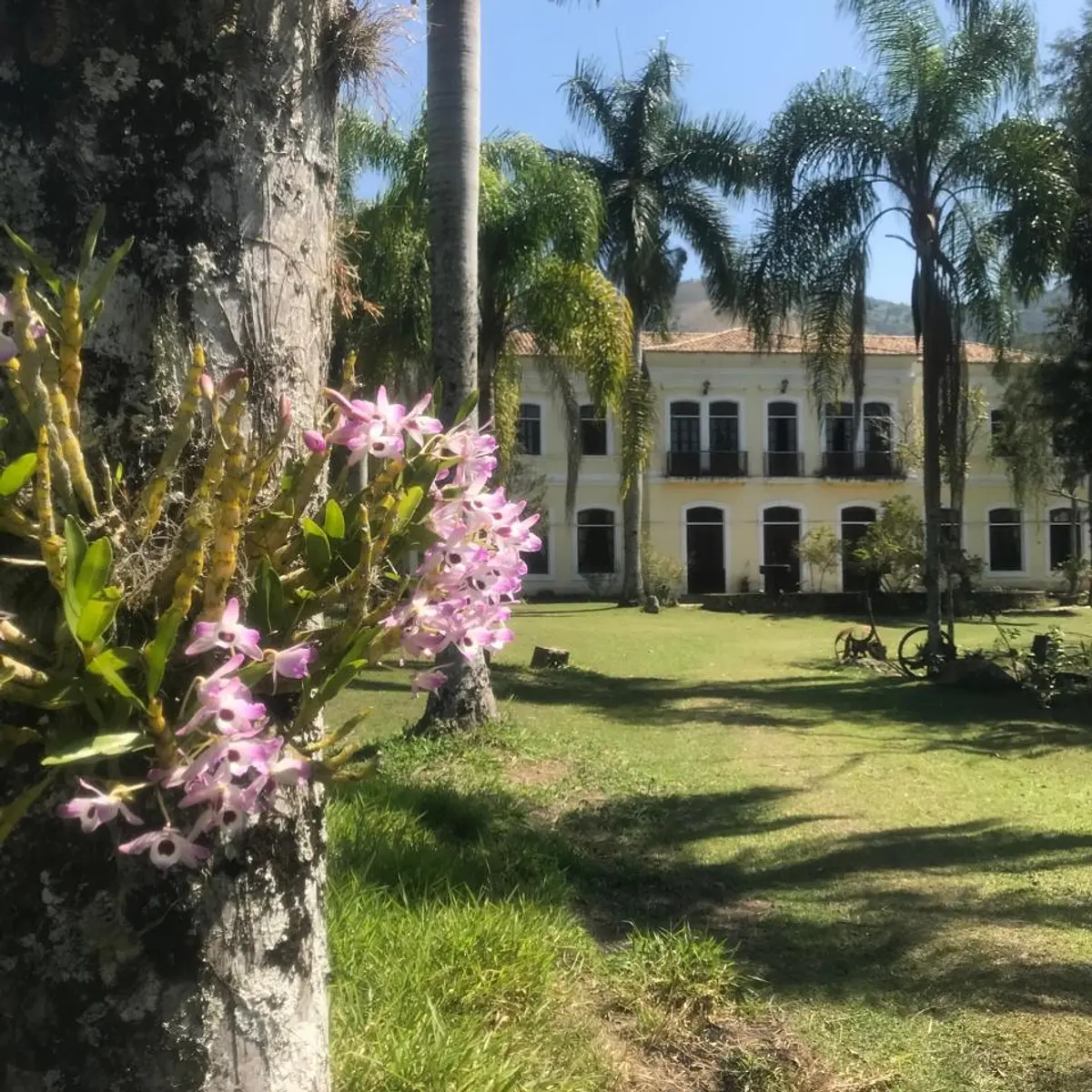 Área externa da Fazenda Neuchatel entre palmeiras imperiais