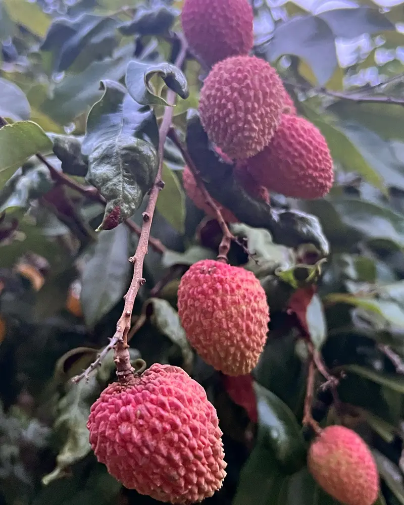 Colheita de lichia na Fazenda Neuchatel